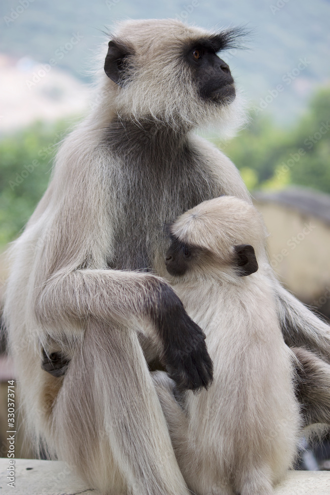 Mono con su bebé protegiéndolo en India