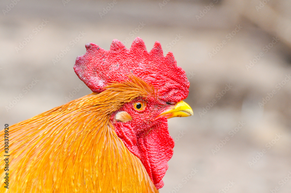 Beautiful rooster  with a red comb. Isolated rooster portrait
