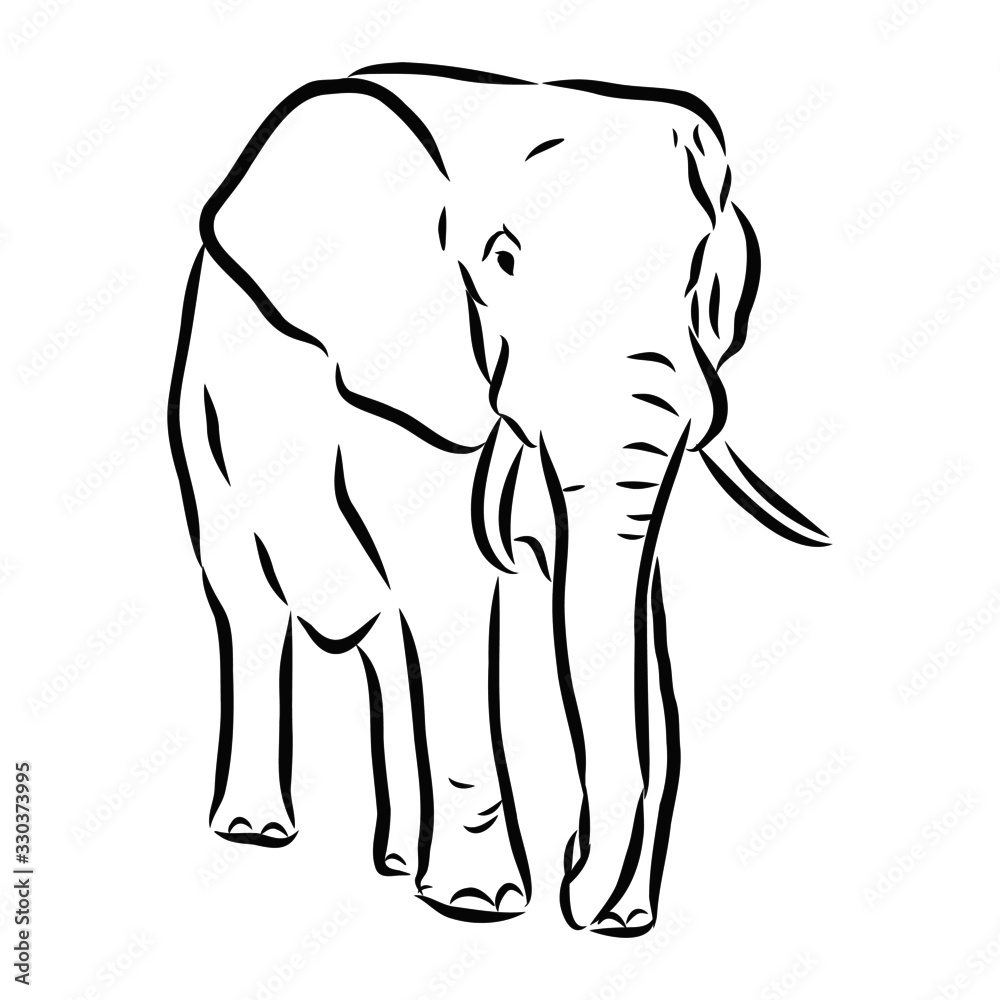 Fototapeta premium vector illustration of an elephant