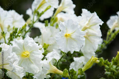 Spring mood. spring beauty and freshness. gardening and greenhouse concept. floral shop. blooming white petals. flower with open buds. petunia. bright white color flower. flowerbed in summer