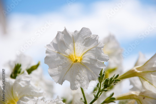 Floral background of blooming petunias. Petunia in the garden. plant grow in greenhouse. Closeup Petunia flowers on sunny blue sky background. flower in a pot. environment ecology concept photo