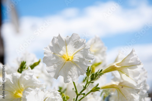 Hot summer. Petunia in the garden. plant grow in greenhouse. Closeup Petunia flowers on sunny blue sky background. flower in a pot. environment ecology concept. Floral background of blooming petunias