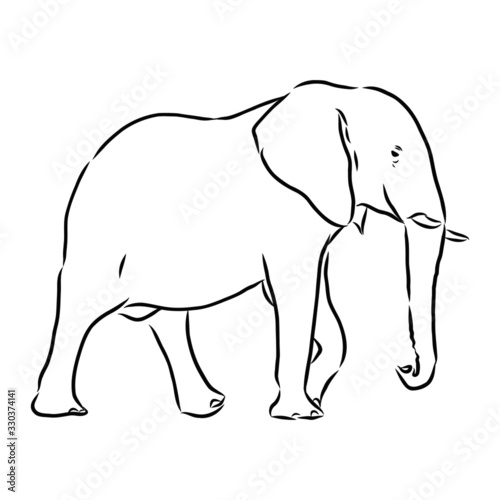 vector illustration of an elephant