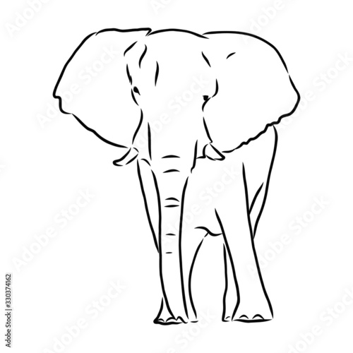 vector illustration of an elephant
