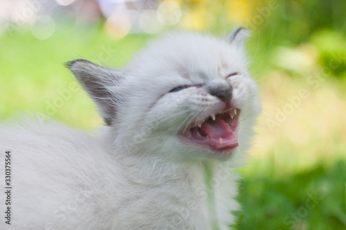 kitten of breed Nevsky maskaradny in the summer in a garden photo