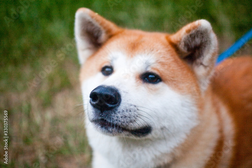 portrait of a dog of breed Akita to Ying