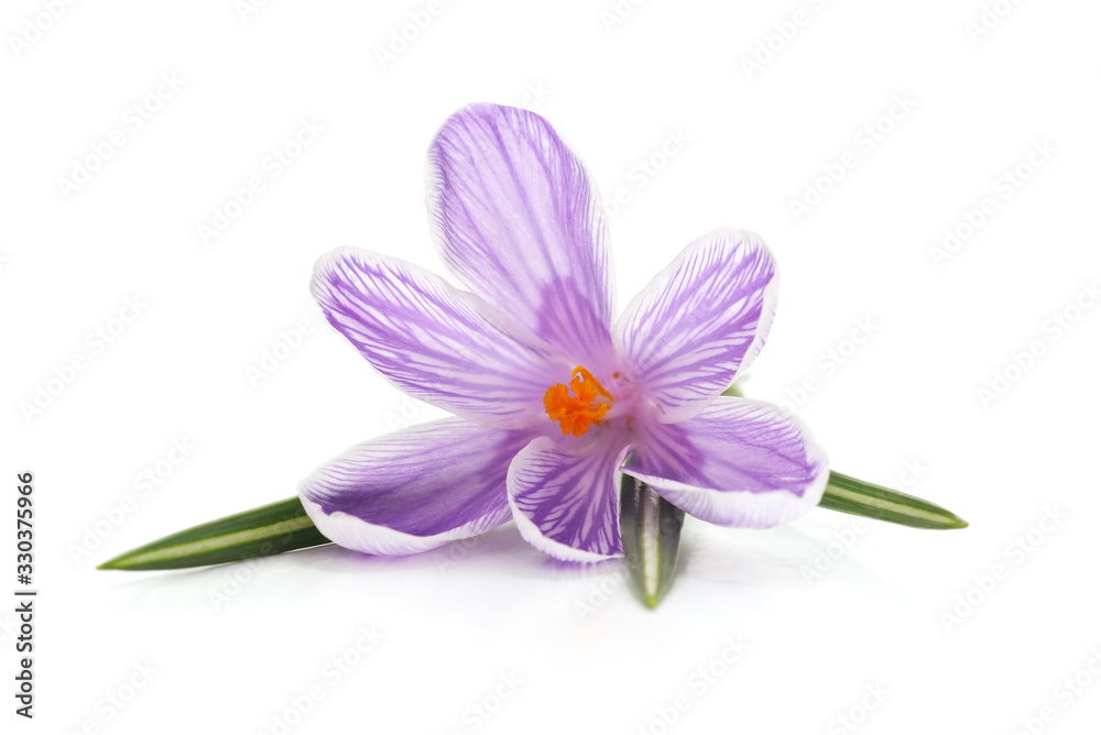 One purple crocus. One purple crocus.