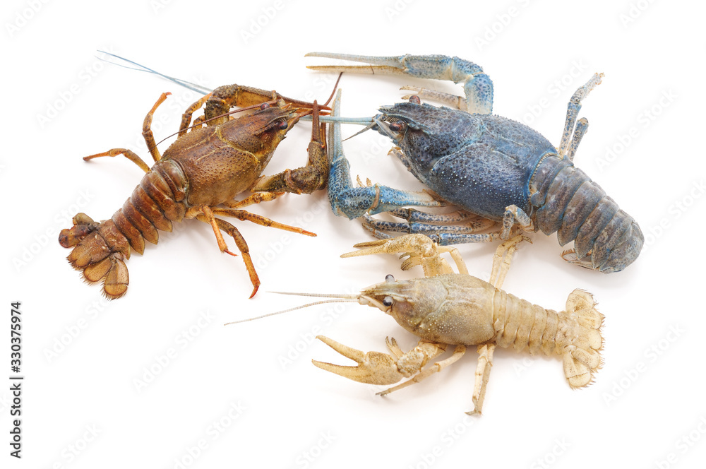 Multicolored river crayfish. Multicolored river crayfish.