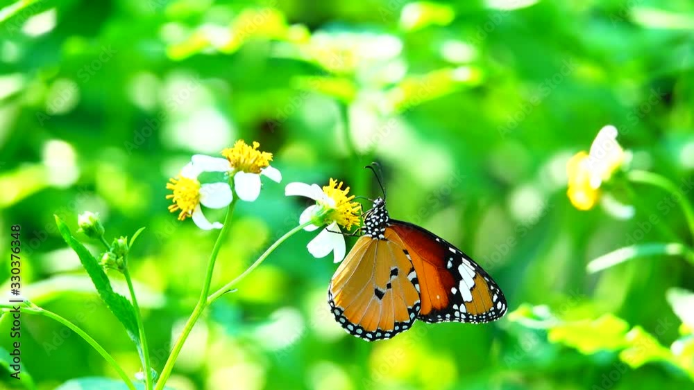 4K Thai beautiful butterfly on meadow flowers nature outdoor 4K Thai beautiful butterfly on meadow flowers nature outdoor