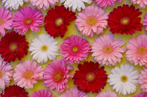 Pink  white  and red gerbera
