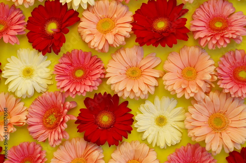 Pink  white  and red gerbera