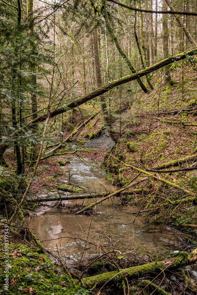 Little creek down the canyon in the middle of the green forest