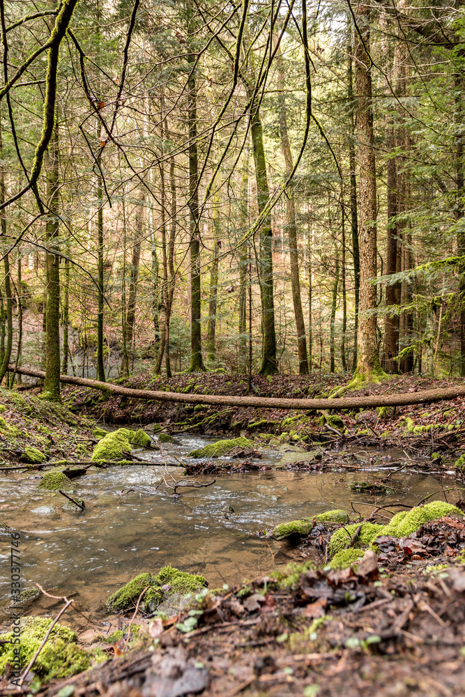 Fototapeta premium Little creek down the canyon in the middle of the green forest