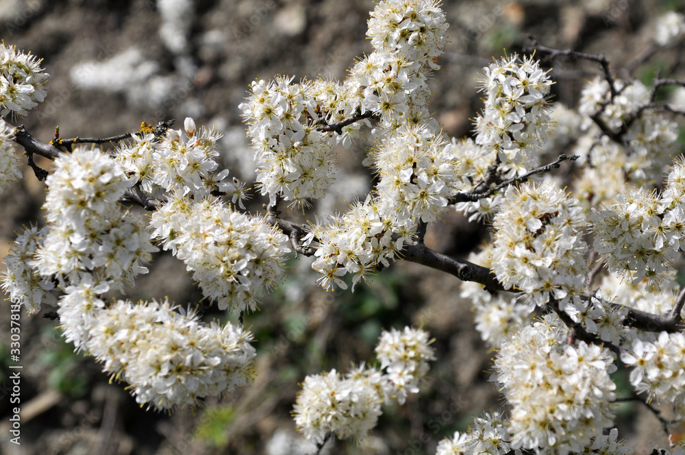 In spring, the blackthorn blooms in nature