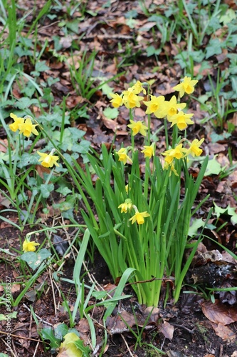 Bunch of daffodils 