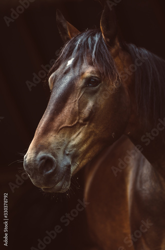 portrait of a horse equine