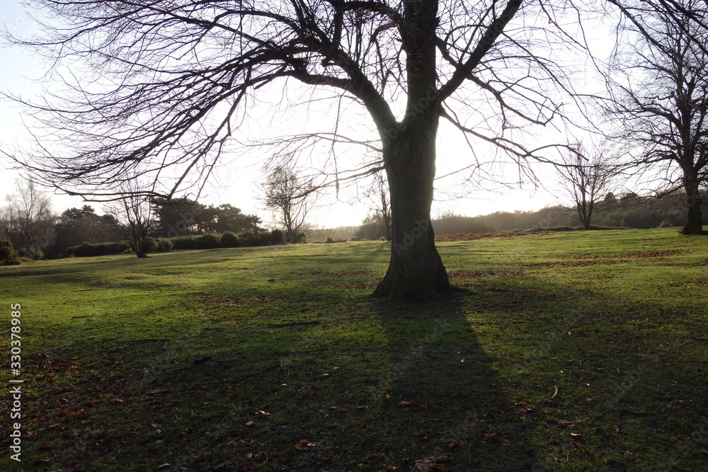 big tree in the park with sunshine behind it and green meadow