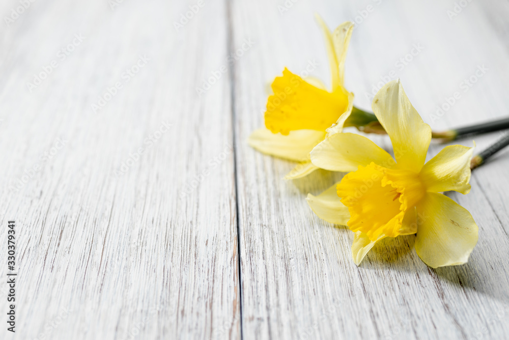 Naklejka premium 満開のキズイセン