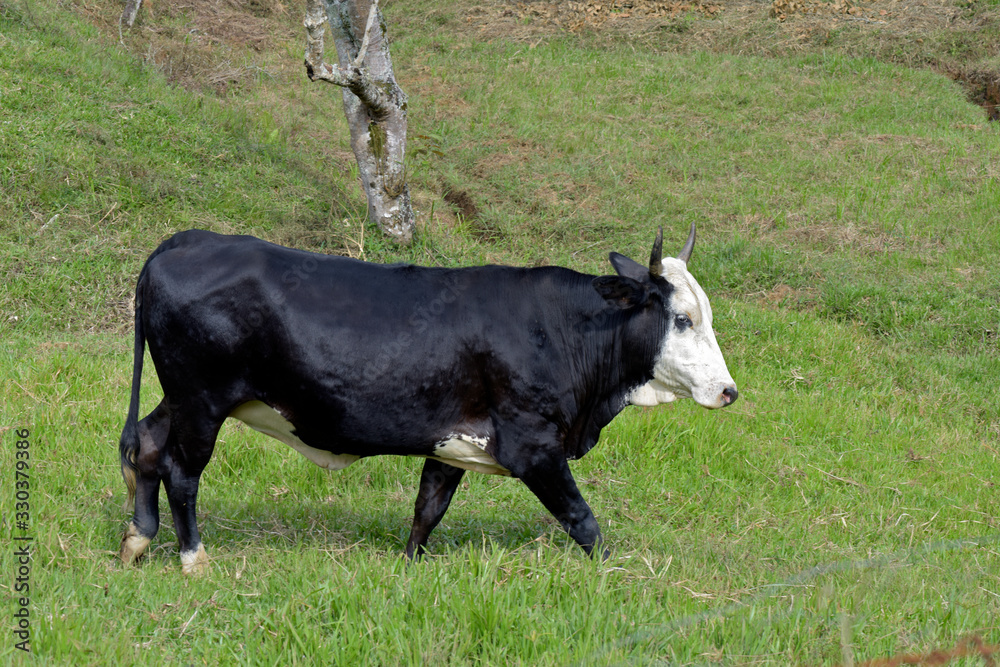 Black ox with white head, isolated, walking in the pasture Black ox with white head, isolated, walking in the pasture