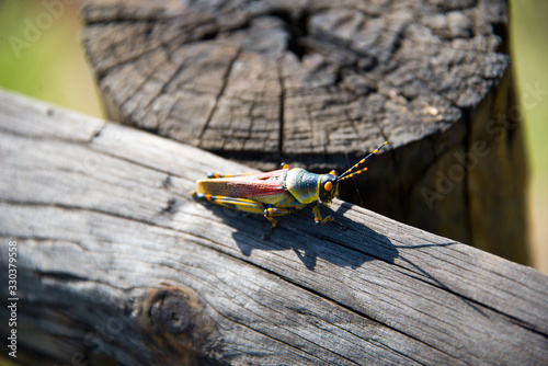 single grasshopper on wood, keurbooms river, south africa photo