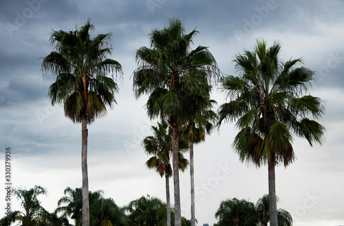 Palm Trees Against a Cloudy Sky © TGB Creative