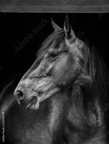 portrait of a horse wall art equine