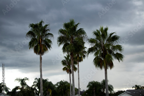 Palm Trees Against a Cloudy Sky
