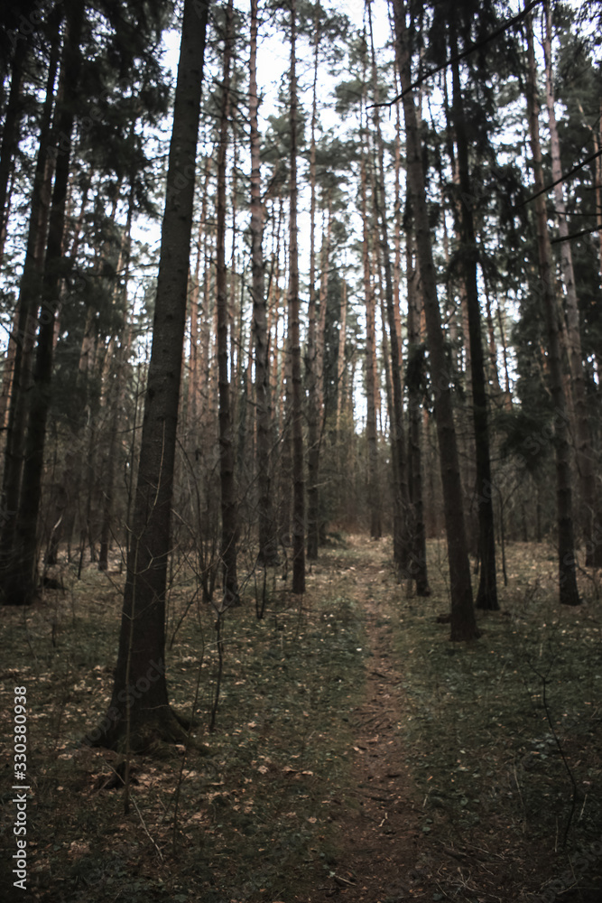 Empty forest after hibernation Empty forest after hibernation