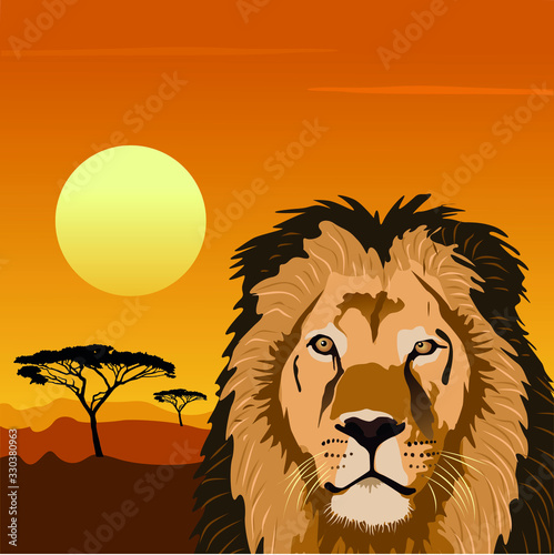 León en la sabana africana con puesta de sol