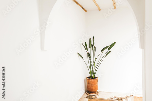 Minimalist modern light interior with flower plant in orange clay pot, white walls, wooden roof and carpet. Eco style architecture concept.