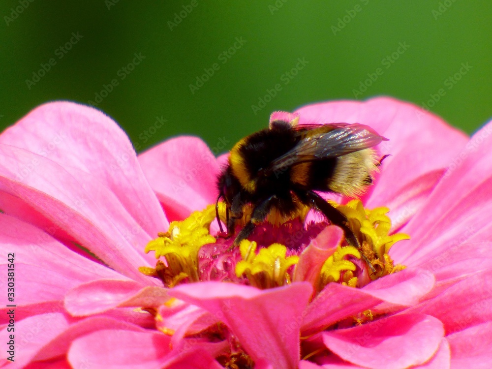 flower flower