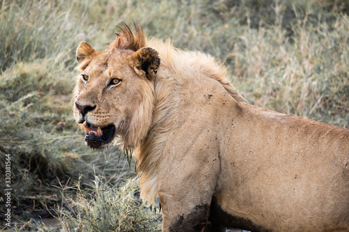 Fotografía Male lion serengeti
