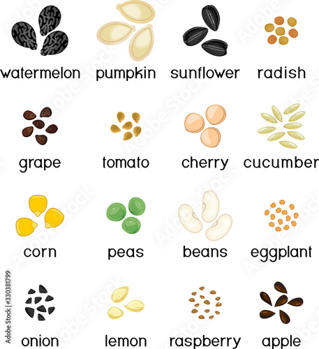 Set of seeds of different vegetables and fruits isolated on white background