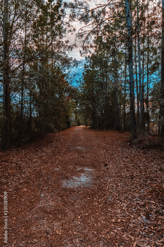 Road leading into the forest