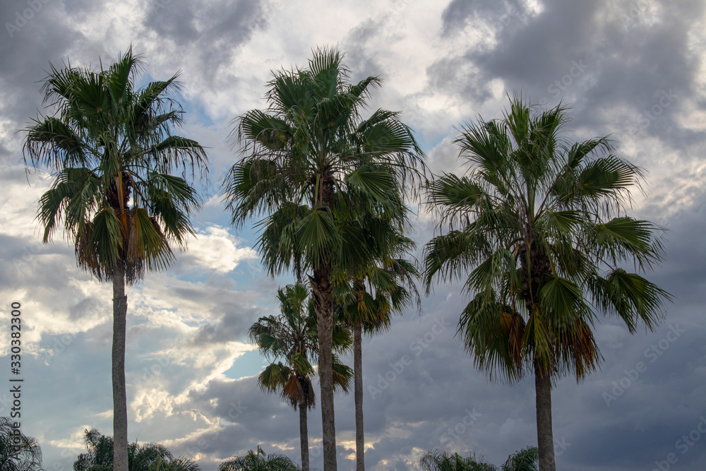 Palm Trees Against a Dramatic Cloudy Sky