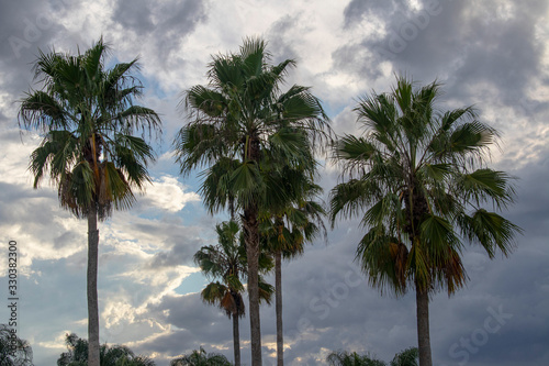Palm Trees Against a Dramatic Cloudy Sky © TGB Creative