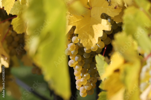 Weisse Traube photo