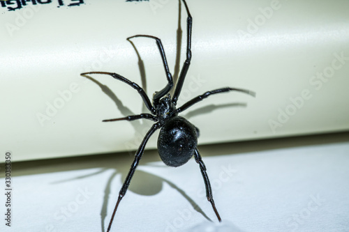Black Widow Spider In House 