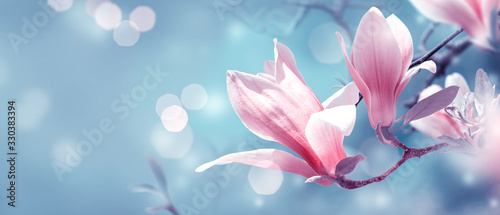 Mysterious spring background with blooming pink magnolia flowers and glowing bokeh. Magnificent floral banner.