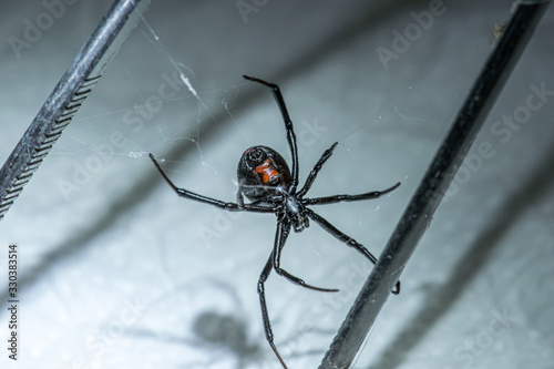 Black Widow Spider Very Dangerous 