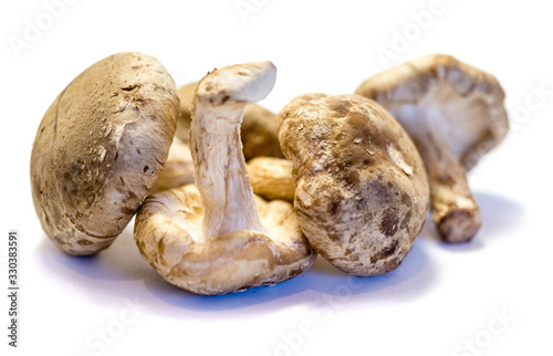 Shiitake-Pilze isoliert auf weißem Hintergrund