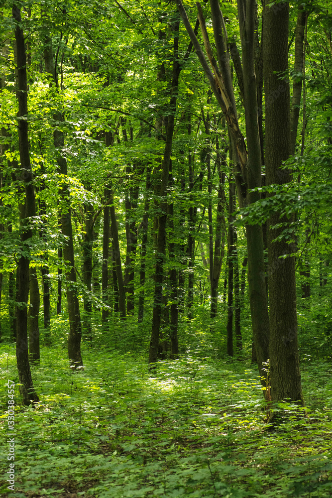 Sunlight in the green forest, spring time