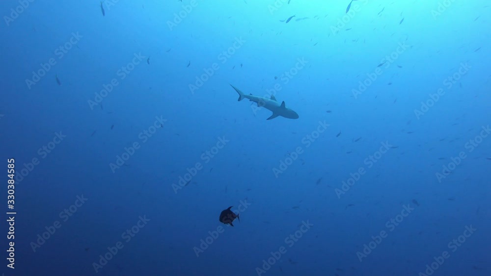 Grey shark underwater backlight scene - Scuba diving in Maldives Grey shark underwater backlight scene - Scuba diving in Maldives