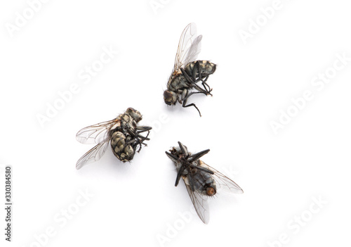 Dead Fly isolated white background.