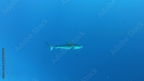 Wallpaper Mural Tiger shark underwater  swimming in ocena blue water Torontodigital.ca