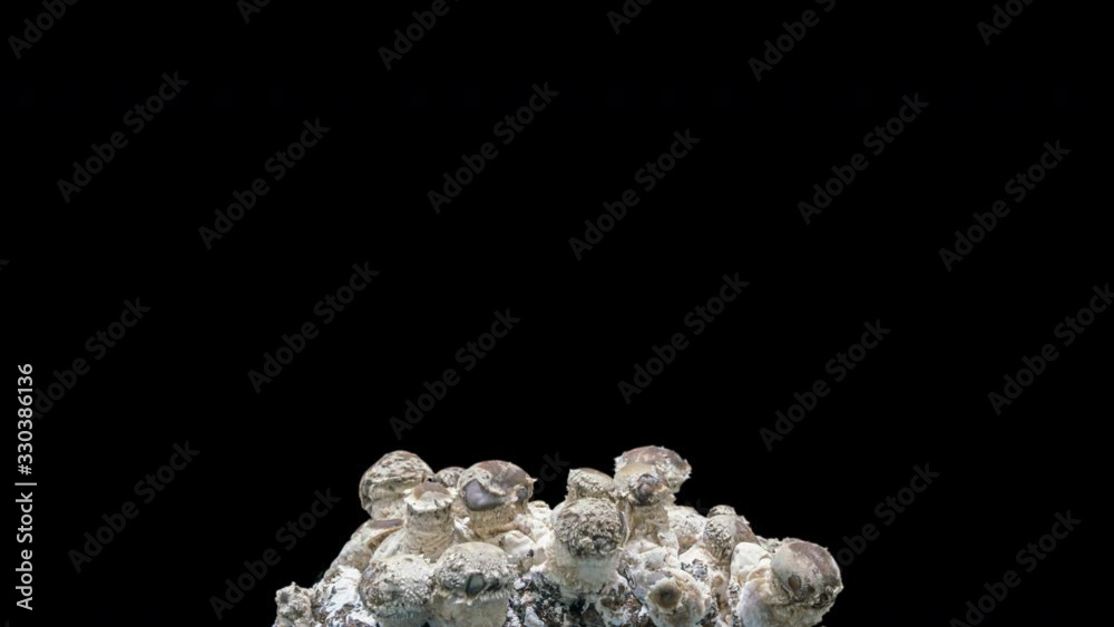 Shiitake mushroom growth time prores 4444 alpha channel Shiitake mushroom growth time prores 4444 alpha channel