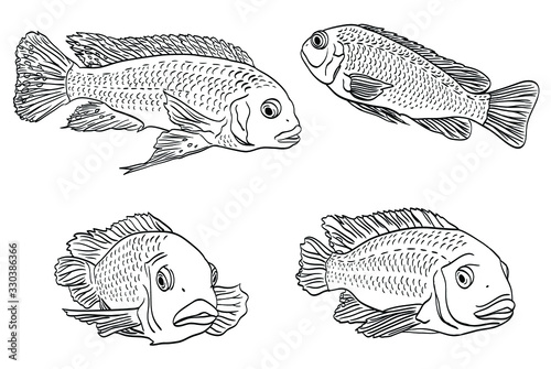 Set of cichlid fish, zoological illustration, contour black and white graphics.