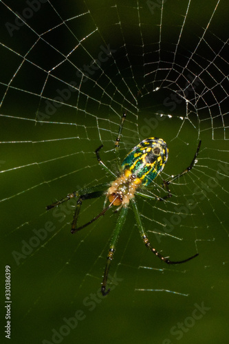 Orbweaver spider building its web