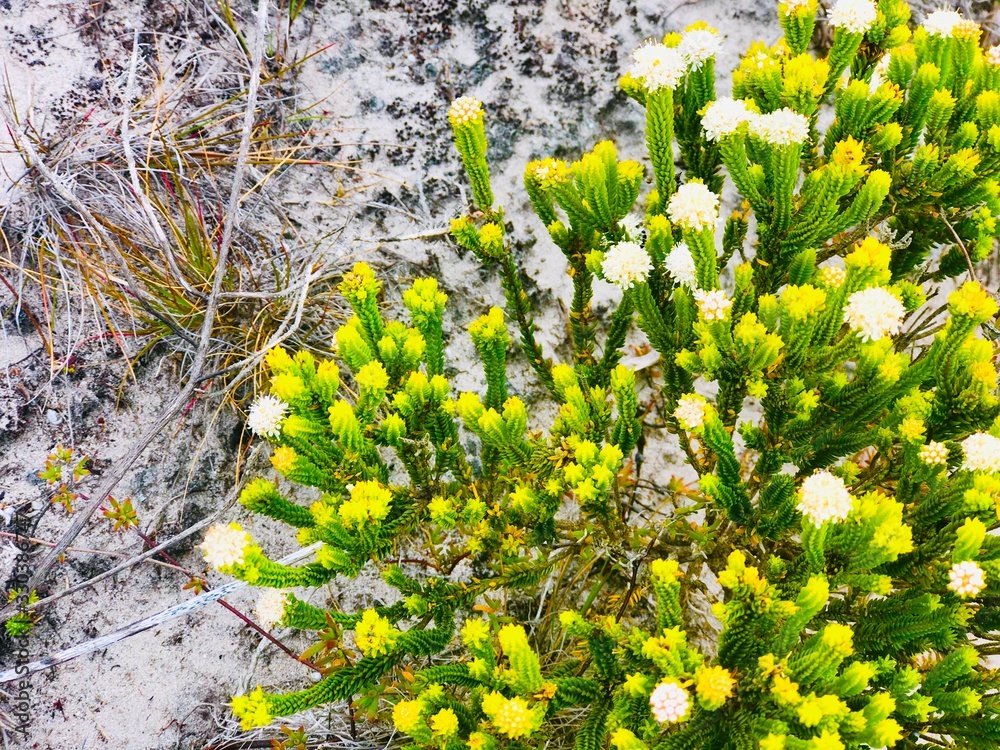 Obraz premium Finebosh südafrik 