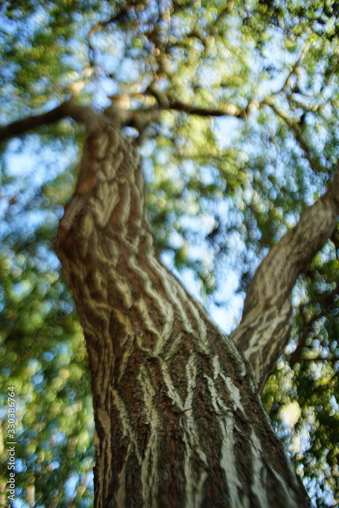 Weeping willow. Close-up view from the trunk to the sky Weeping willow. Close-up view from the trunk to the sky